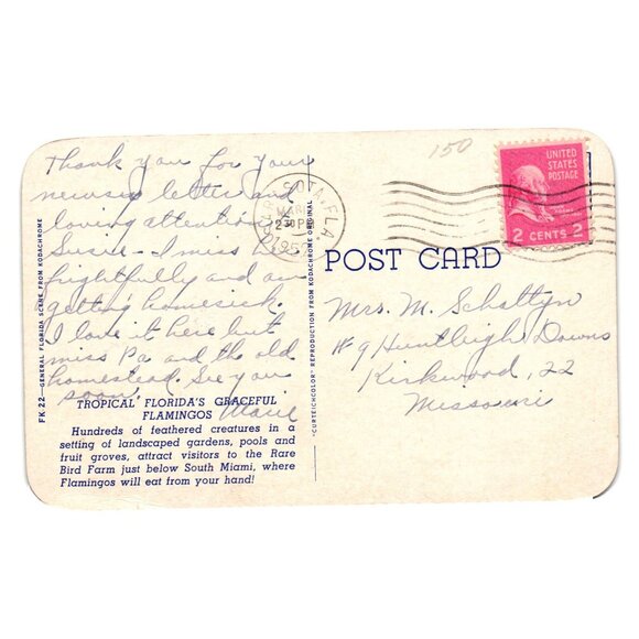 Tropical Florida Flamingos Vintage Postcard Pink Birds Rare Bird Farm Miami - Picture 2 of 2